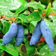 Саженец Жимолость Алисия